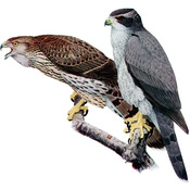 Northern Goshawk